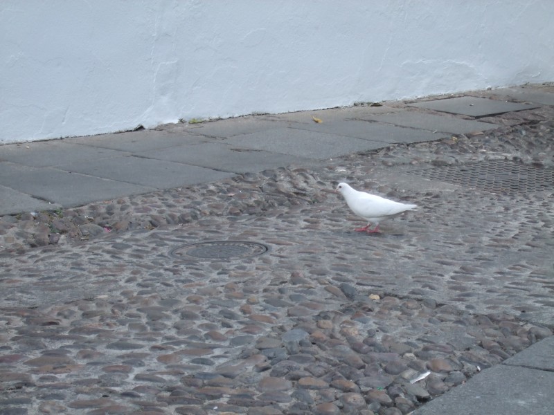 Anadalusien 2009 - 0326 